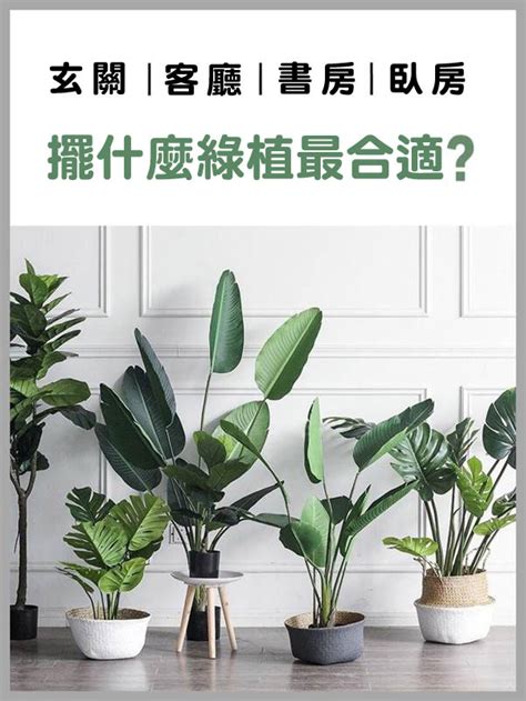 盆栽植物推薦